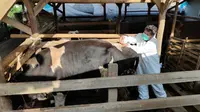 Petugas Medis Puskeswan Kuningan memberi suntikan obat kepada sapi perah yang terinfeksi PMK di Blok Cigeureung Kabupaten Kuningan Jawa Barat. Foto (Liputan6.com / Panji Prayitno)
