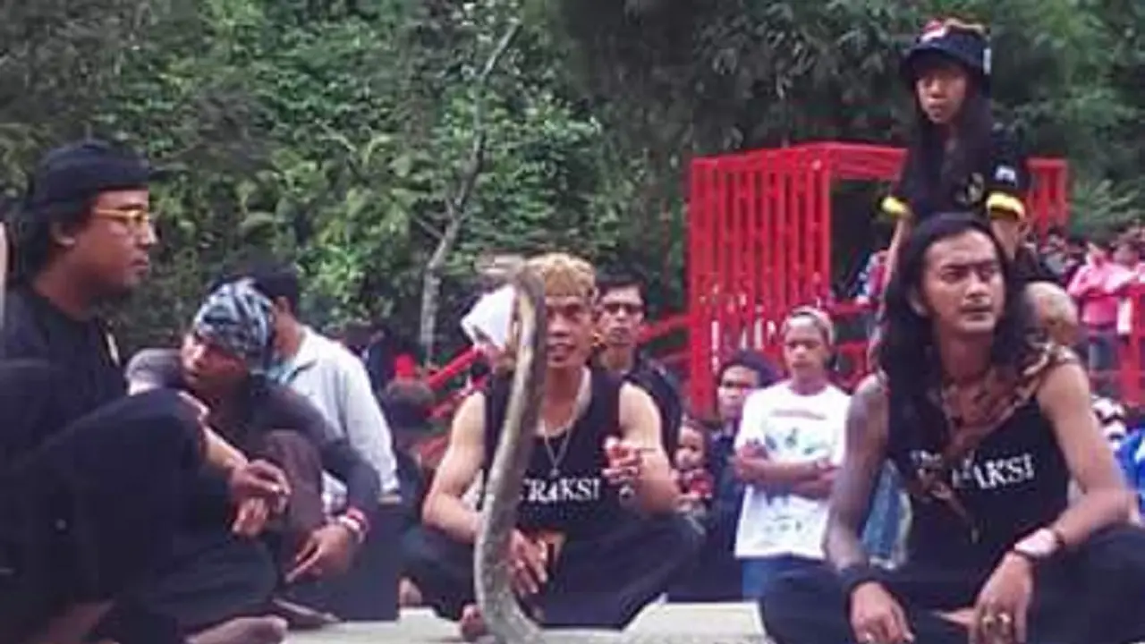 ICS, Sekumpulan Penakluk Ular Kobra 