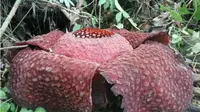 Bunga raflesia yang mekar di Kabupaten Agam. (Liputan6.com/ Novia Harlina)