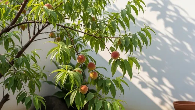 Pohon Persik (Peach Tree) – Pelindung Energi Negatif