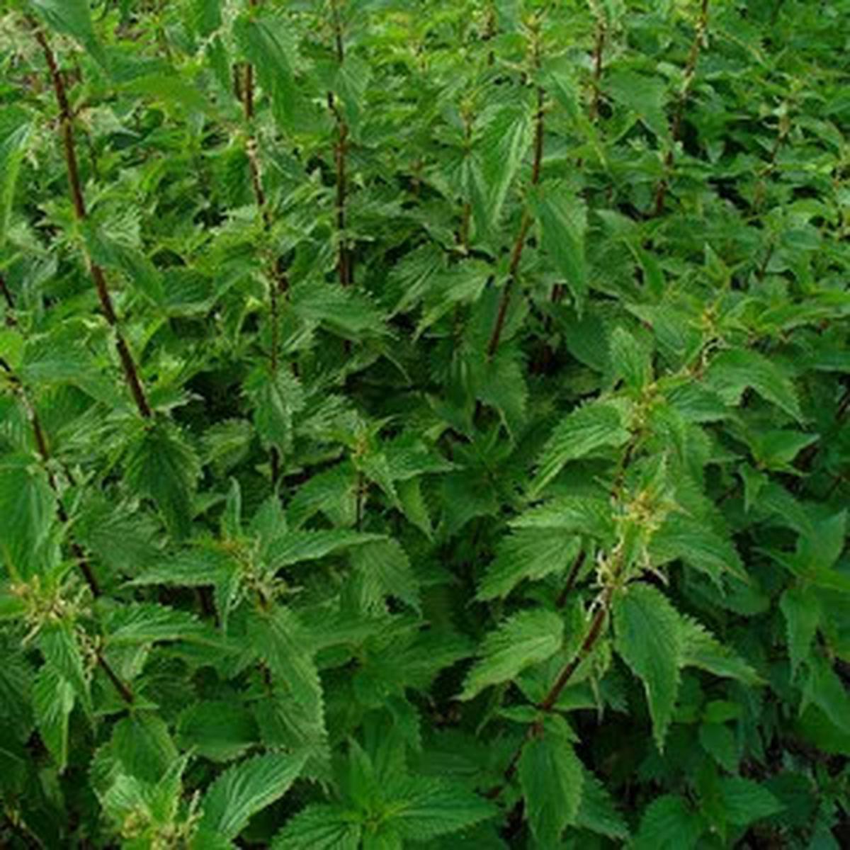 Tanaman Herbal Akar Kucing