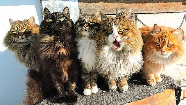 Tidak Hanya Di Jepang, Di Benua Eropa Juga Ada Surga Para Kucing