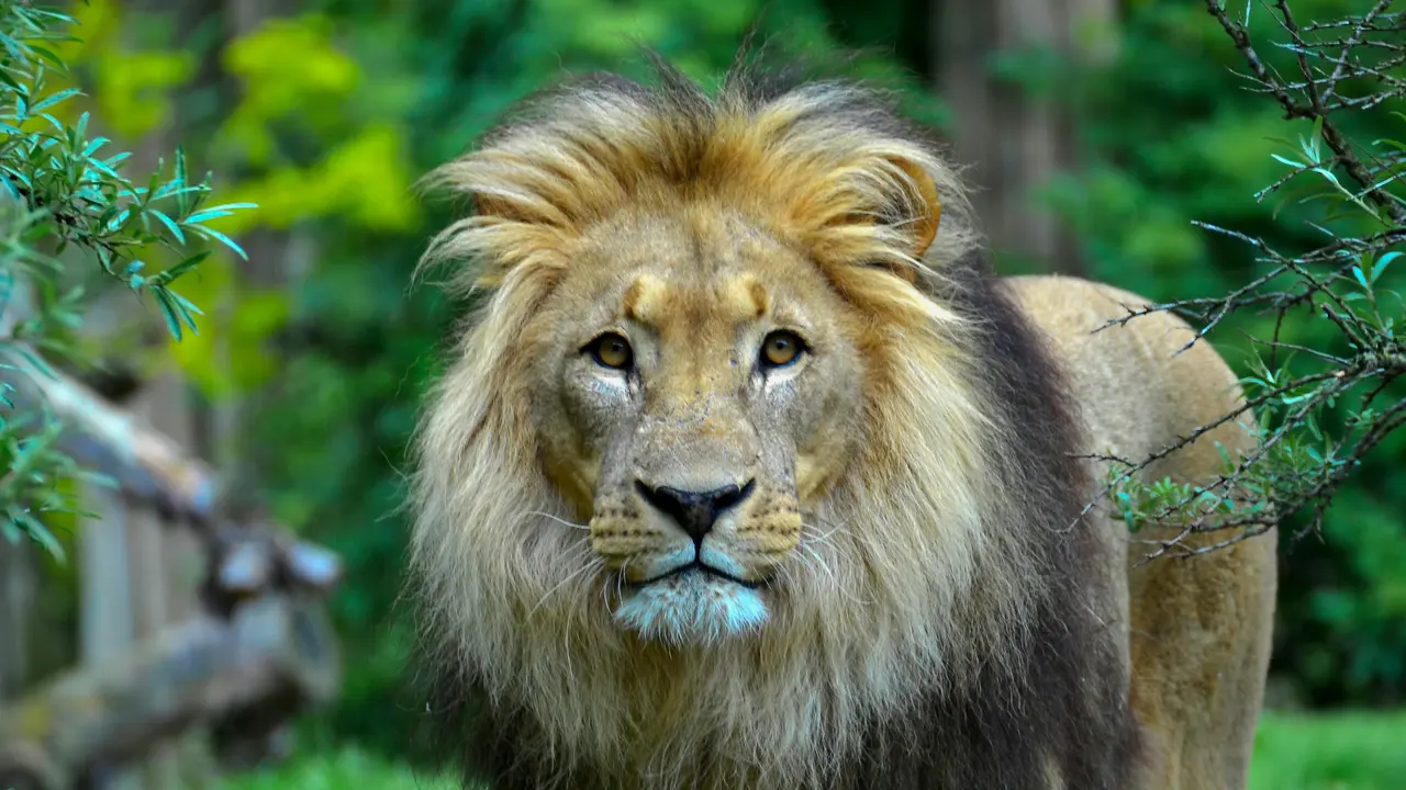 Lion