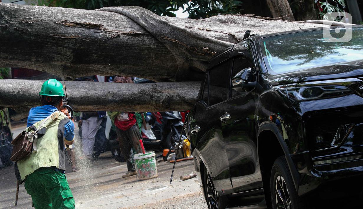 Sebuah pohon berukuran besar tumbang di sekitar kediaman Calon Presiden nomor urut 2 Prabowo Subianto. (Liputan6.com/Herman Zakharia)