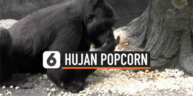 VIDEO: Aksi Lucu Gorila Dihujani Popcorn, Bikin Gemas