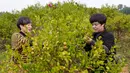 Penduduk desa memetik buah kamelia minyak teh di basis penanaman di Hongxing, Wilayah Otonom Etnis She Jingning di Lishui, Provinsi Zhejiang, China timur, pada 18 Oktober 2020. (Xinhua/Li Suren)