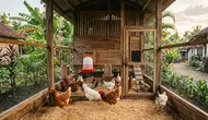 8 Ide Kandang Ayam dengan Tempat Minum Tidak Gampang Tumpah, Solusi Kandang Bersih dan Anti Bau
