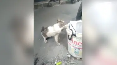 Viral rekaman video seekor kucing yang sedang mengais makanan di tong sampah.