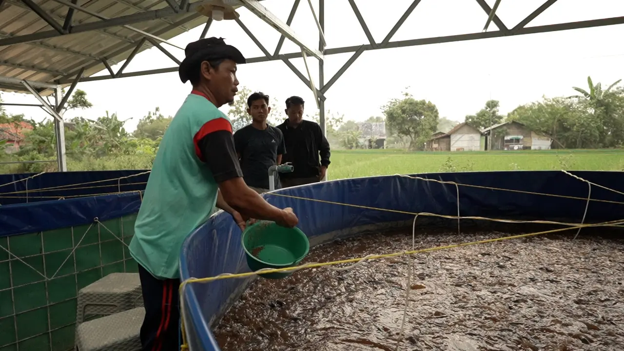 Budidaya lele di Kelurahan Punden, Kabupaten Blora, Jawa Tengah