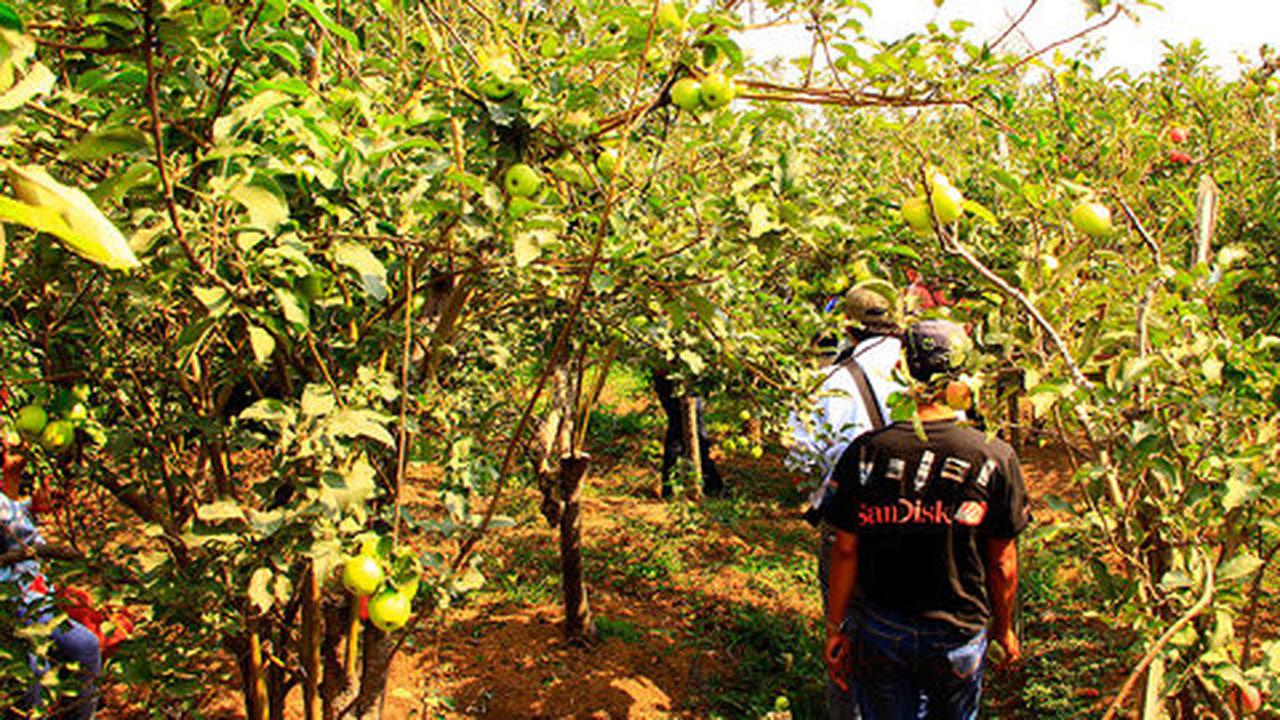 Beragrowisata ke kebun apel di Kota Batu