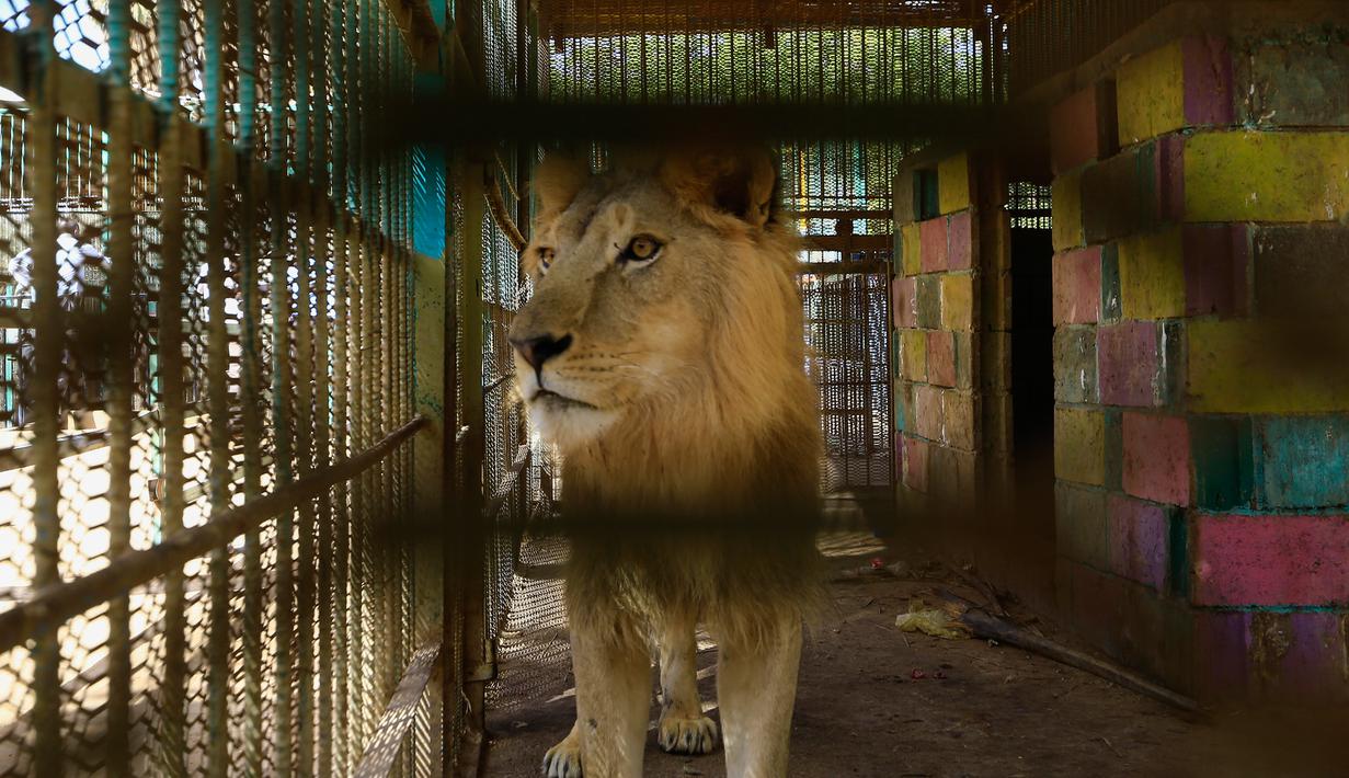 FOTO: Potret Mengenaskan Singa-Singa Kurang Gizi di Sudan ...
