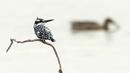 Seekor burung Pied Kingfisher "Ceryle Rudis" berdiri di ranting pohon dekat kibbutz Nahsholim Israel. (04/12/2016) (AFP PHOTO/JACK GUEZ)