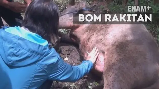 ENAM PLUS: Ledakan Bom Rakitan Lukai Seekor Kerbau