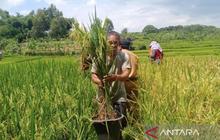 Perda LP2B Bekasi Jadi 'Kado Istimewa' Hari Tani Nasional 2025: Melindungi Lahan Pertanian dan Kesejahteraan Petani