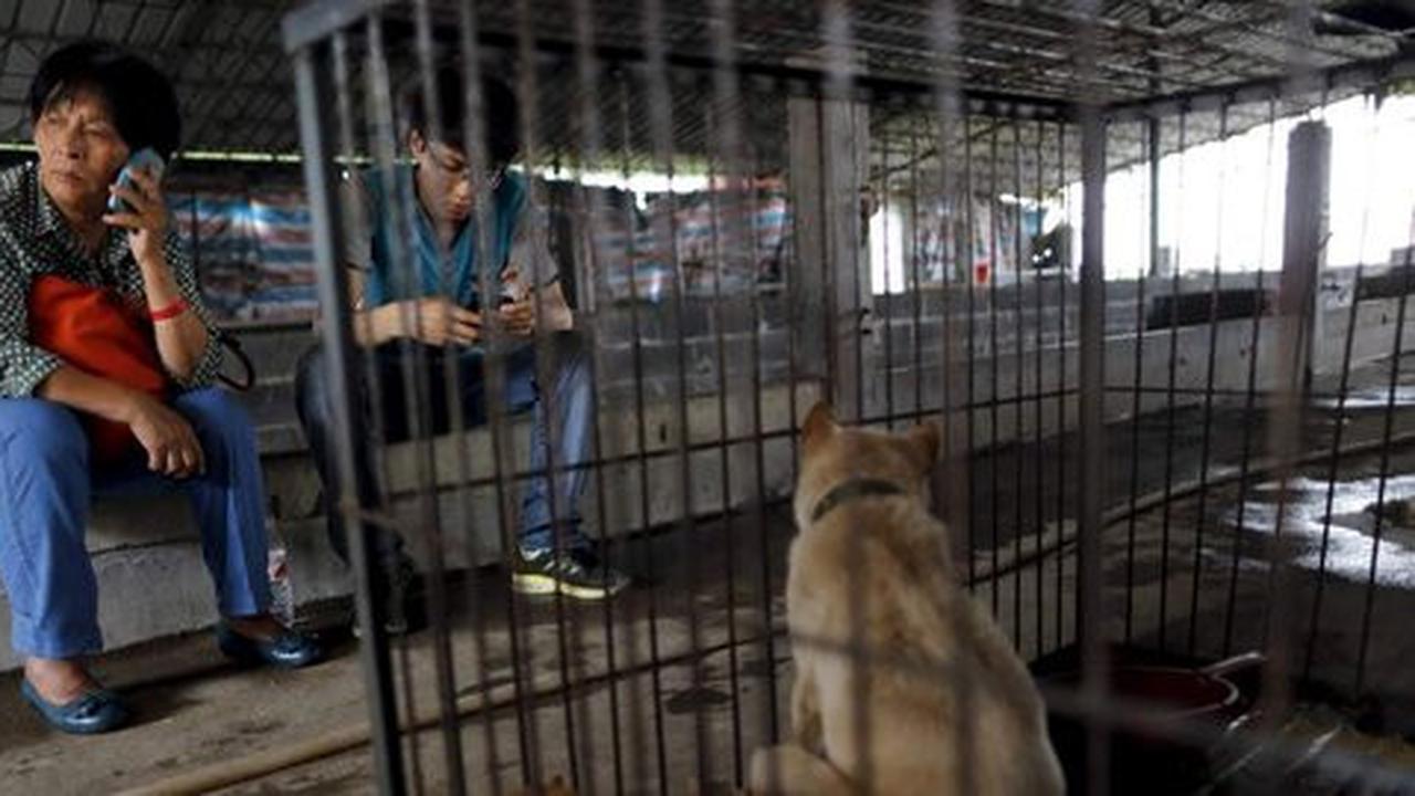 Wanita ini selamatkan 100 anjing dari 'pembantaian' Festival Yulin
