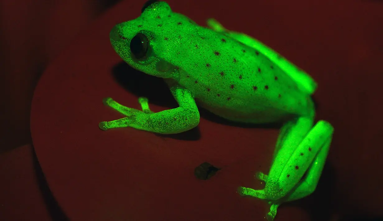 Para ilmuwan menemukan katak berpendar pertama di Santa Fe, Argentina, 16 Maret 2017. Katak pohon polkadot Amerika Selatan (Hypsiboas punctatus) ini mampu memancarkan cahaya hijau saat berada di bawah sinar UV. (C.TABOADA-J.FAIVOVICH/MACN-CONICET/AFP)