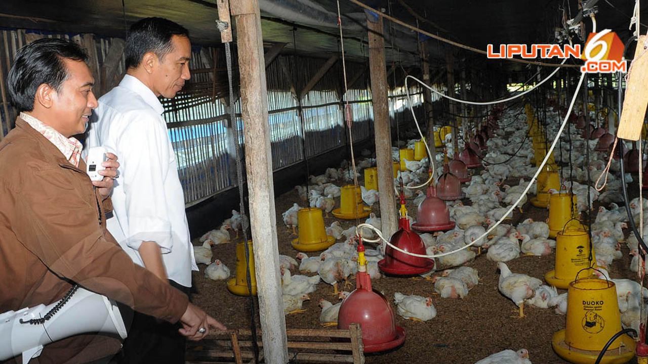 Jokowi Main ke Kandang Ayam 