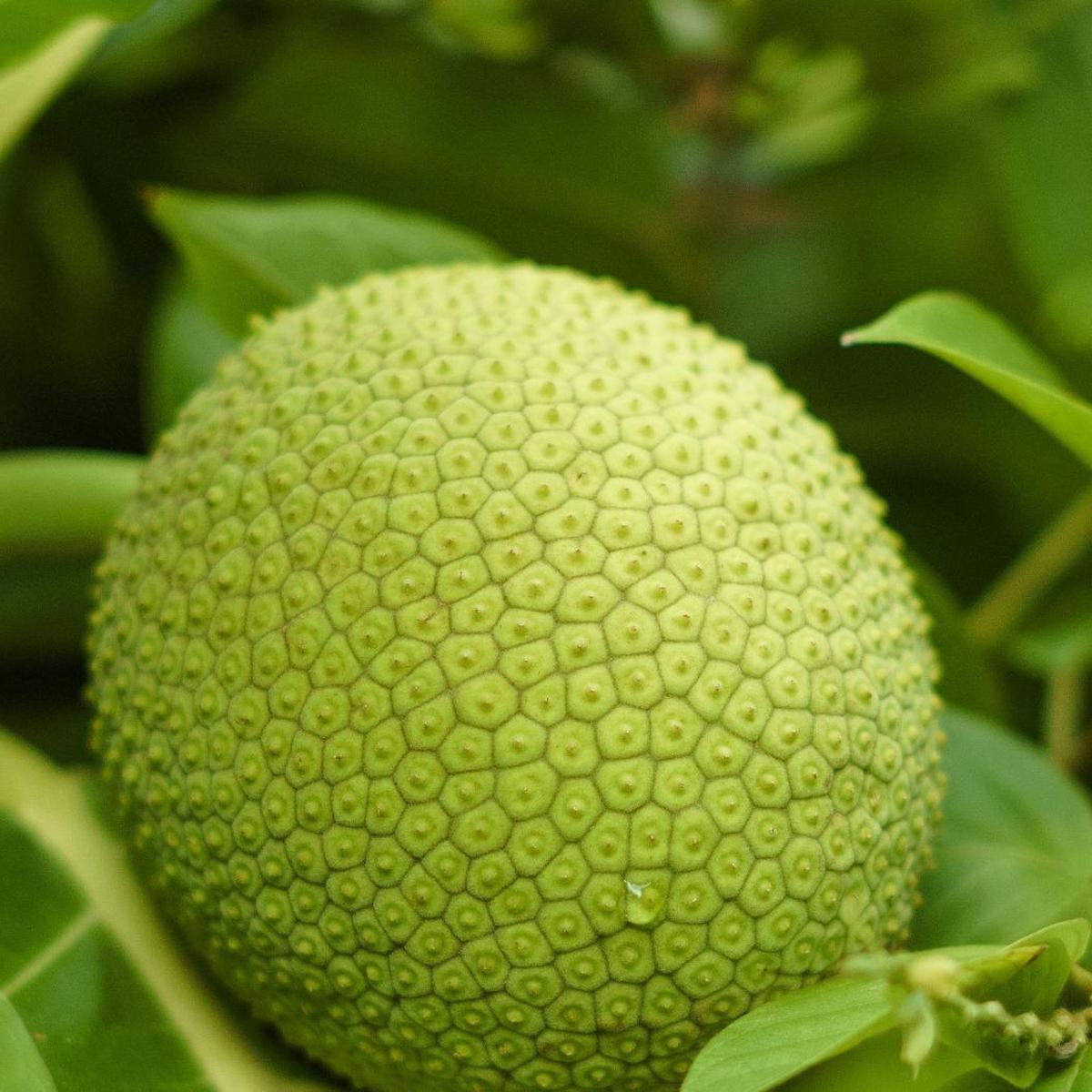 buah sukun
