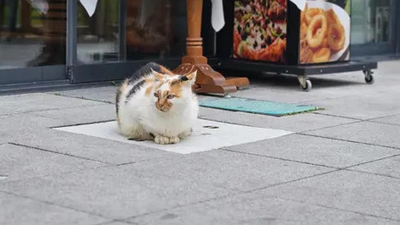 Kucing Kembang Telon dalam Mitos, Ini 6 Makna Positif yang Jarang Diketahui