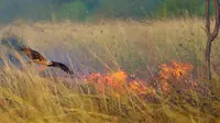 Segerombolan burung pemangsa terbang di sekitar lahan yang terbakar. Diduga mereka menjadi penyebab utama meluasnya api. (Dick Eussen/Science Alert)