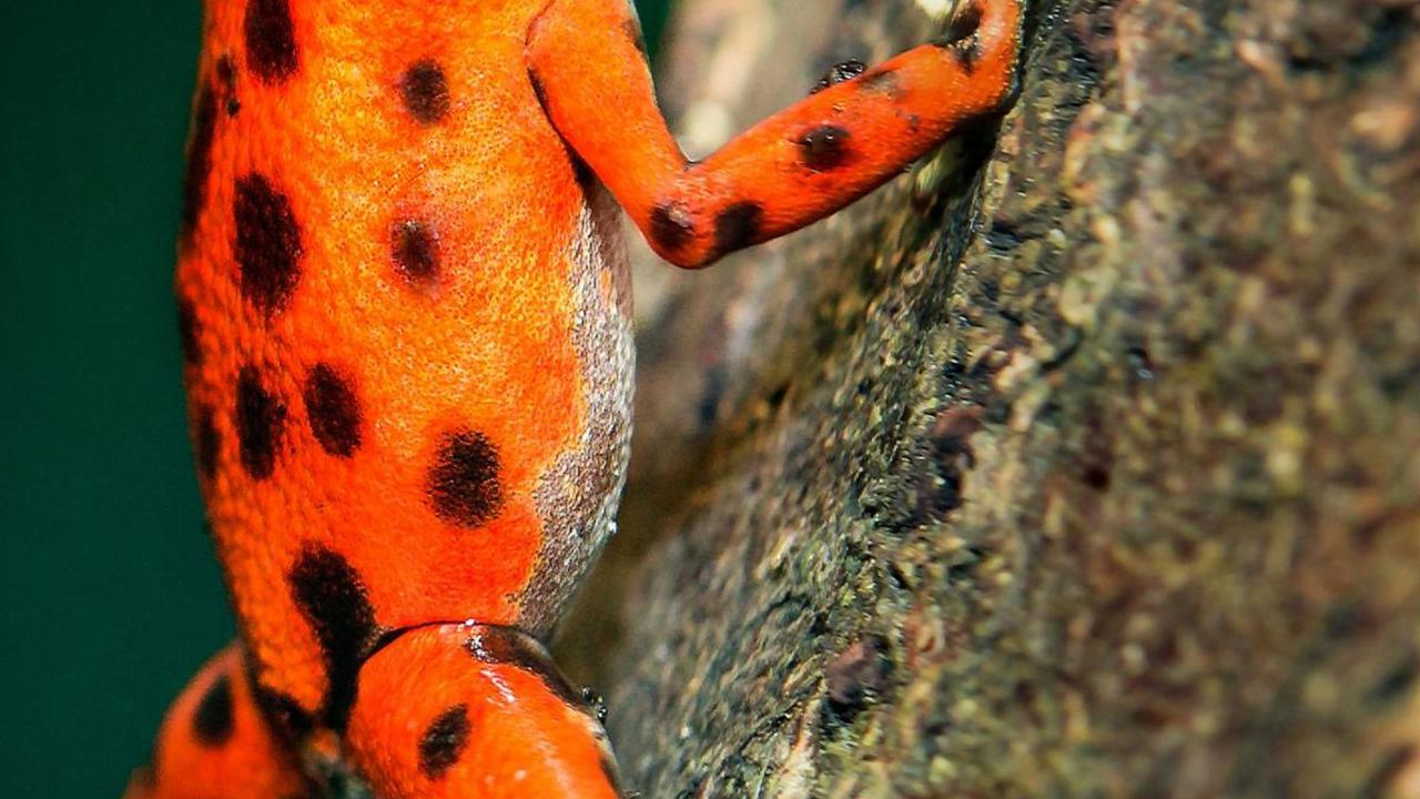 <b>Katak Perairan Tawar</b>