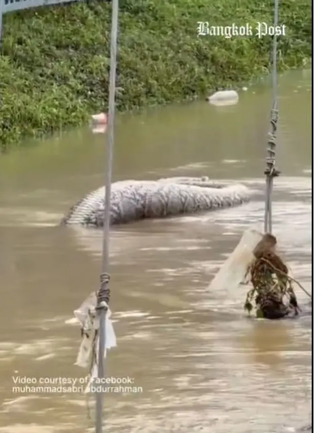 Viral Ular Piton Raksasa Berenang di Air Banjir, Diduga Telah Memangsa Anjing