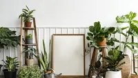 7 Tanaman Hias Indoor Pembawa Rezeki untuk Ruang Tamu, Cantik dan Bawa Keberuntungan