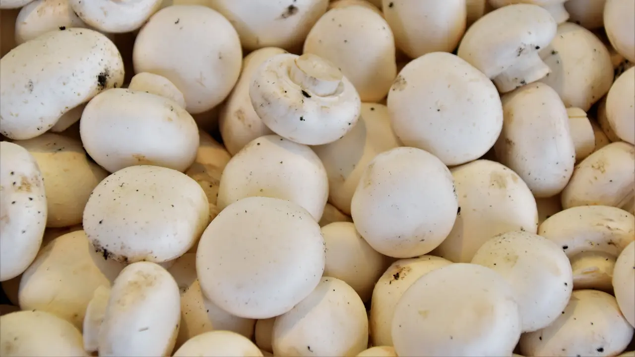 5 Tanda Jamur Sudah Tidak Layak Konsumsi, Segera Buang Hot