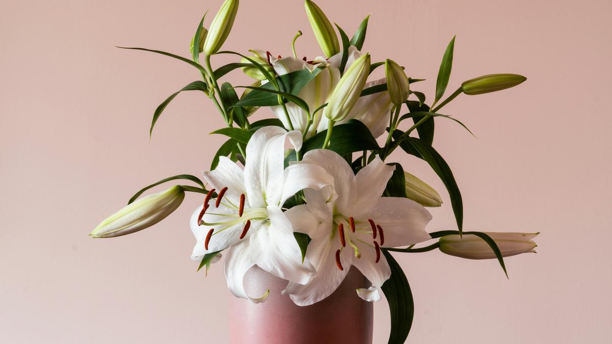 6 Cara Merawat Bunga Lili Paskah agar Mekar Sempurna dan Tahan Lama di Rumah