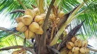 14 Varietas Kelapa Genjah yang Cepat Berbuah dan Perawatannya Mudah