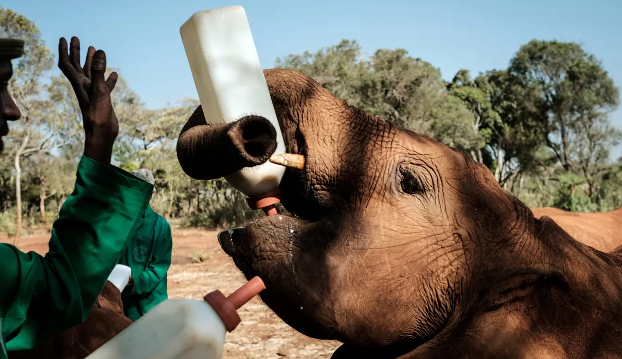 Seorang penjaga memberi susu bayi gajah  yatim piatu di panti asuhan gajah David Sheldrick Wildlife Trust (DSWT) di Nairobi, Kenya pada 12 Maret 2019. Panti ini mengasuh gajah muda hingga mereka dewasa sebelum dilepas ke alam liar. (Yasuyoshi CHIBA/AFP)