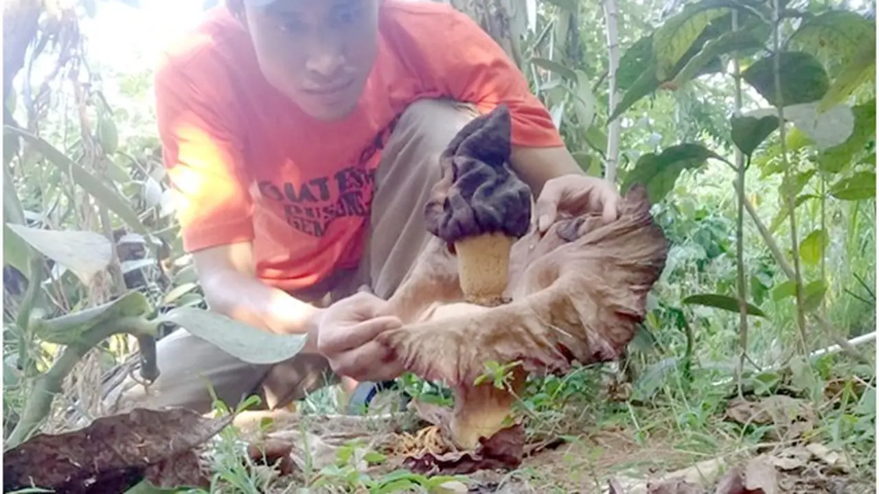 Bunga Bangkai