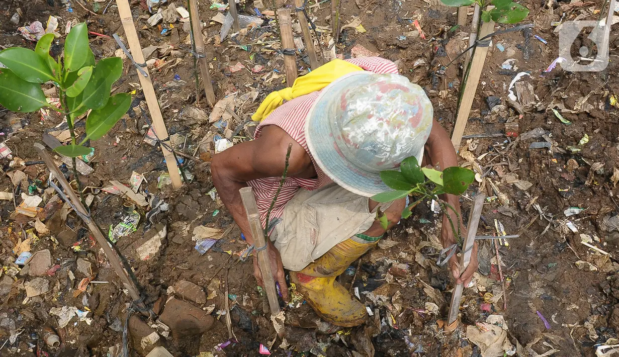 Indonesia merupakan negara maritim yang luas ⅔ wilayahnya adalah lautan. Kondisi ini membuat Indonesia memiliki hutan mangrove terbesar di dunia dengan luas mencapai 3,36 juta hektar. (merdeka.com/imam buhori)