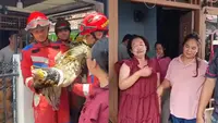Detik-Detik Buaya Coki Dievakuasi, Pemilik Histeris hingga Pingsan