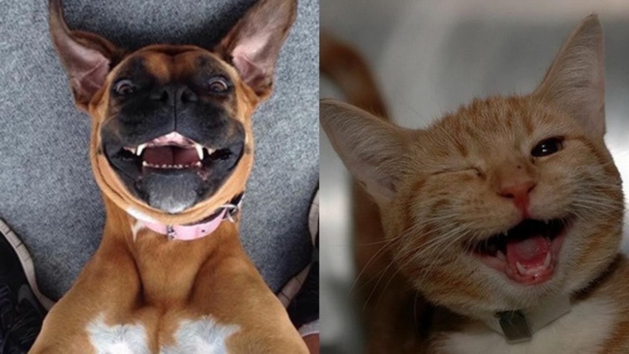 Potret 7 Hewan Selfie Ini Menggemaskan, Narsisnya Kebangetan