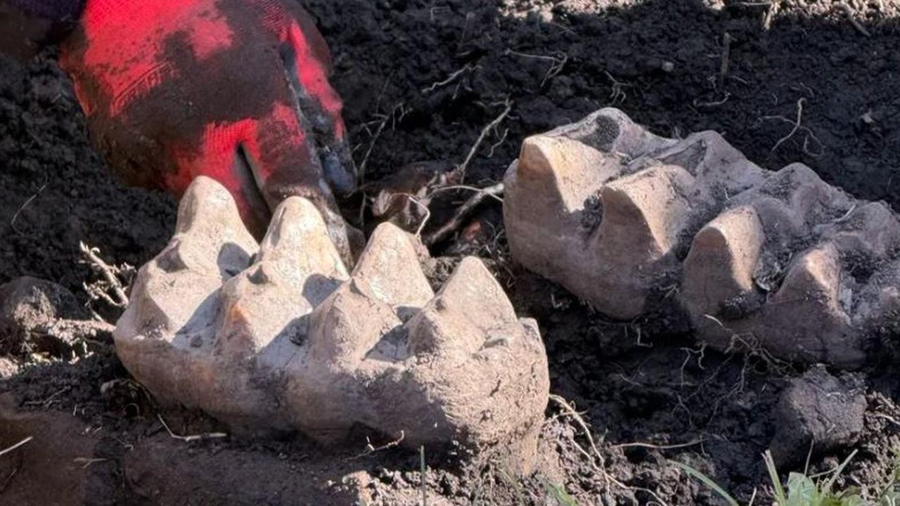 Tersembunyi di Balik Semak, Warga New York Temukan Fosil Rahang Mastodon dari Zaman Es di Belakang Rumahnya