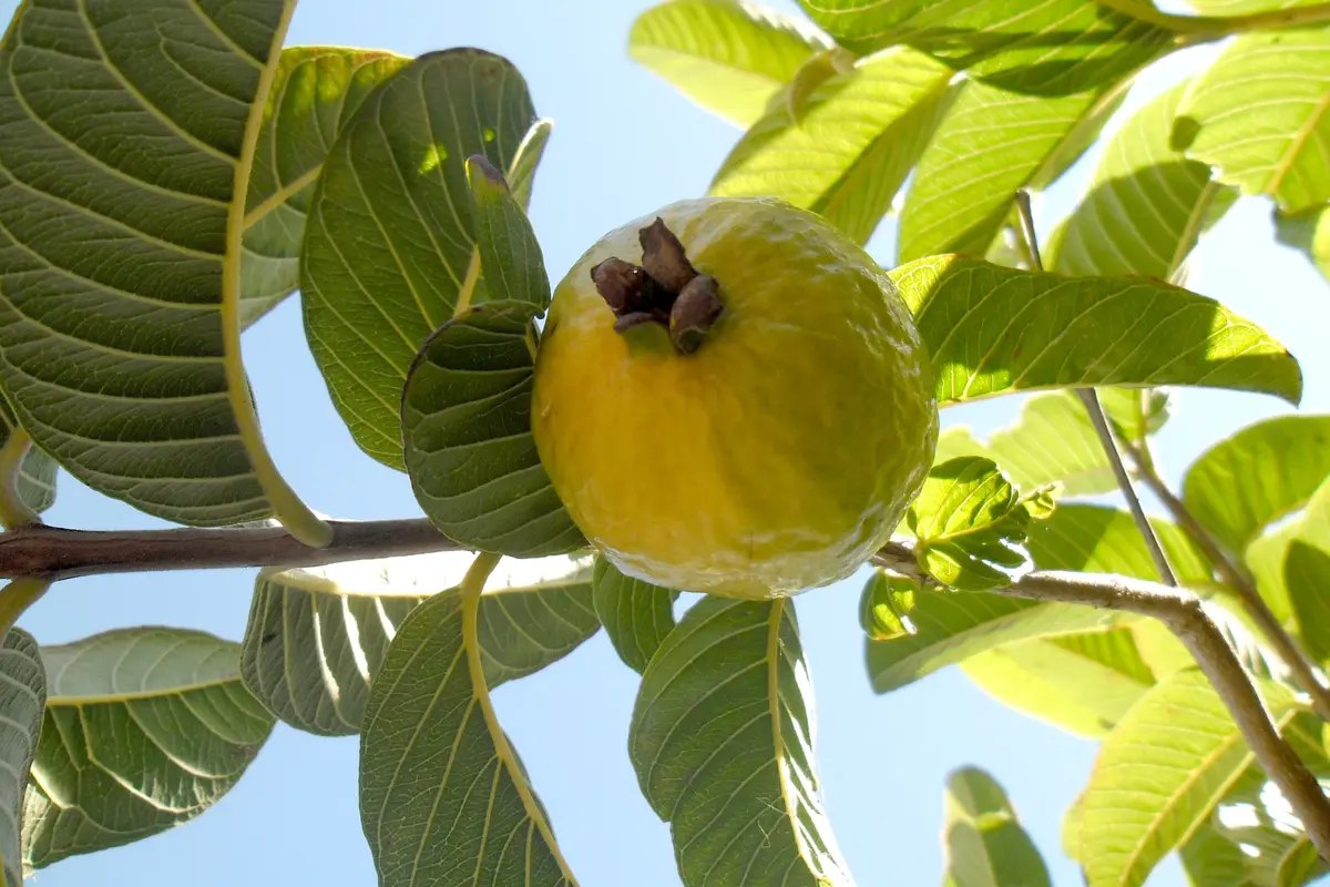 Punya Masalah Jerawat? Atasi dengan Daun Jambu Biji