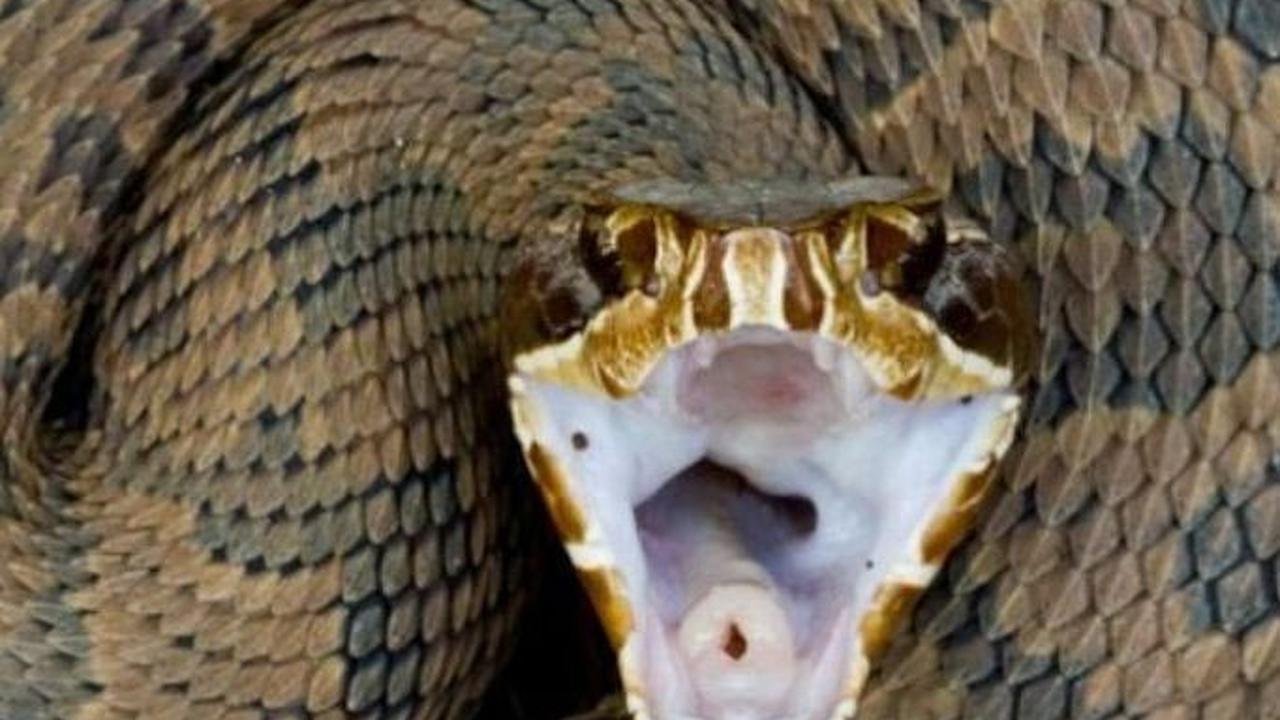 1. Cottonmouth, kecepatan 2,98 meter per detik kuadrat