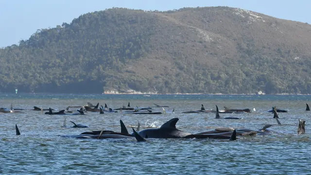 Ratusan Paus Pilot Terdampar di Pantai Tasmania