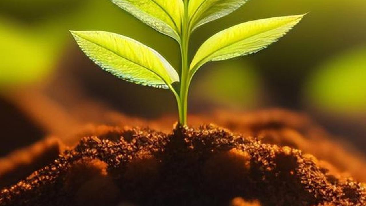 Bahan Pupuk Alami untuk Suburkan Tanaman, Lebih Hemat dan Mudah Didapat