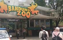 Ancam Evaluasi Izin Konversi, Farhan Murka Internal Bandung Zoo Berantem Terus: Capek Ngurusnya!