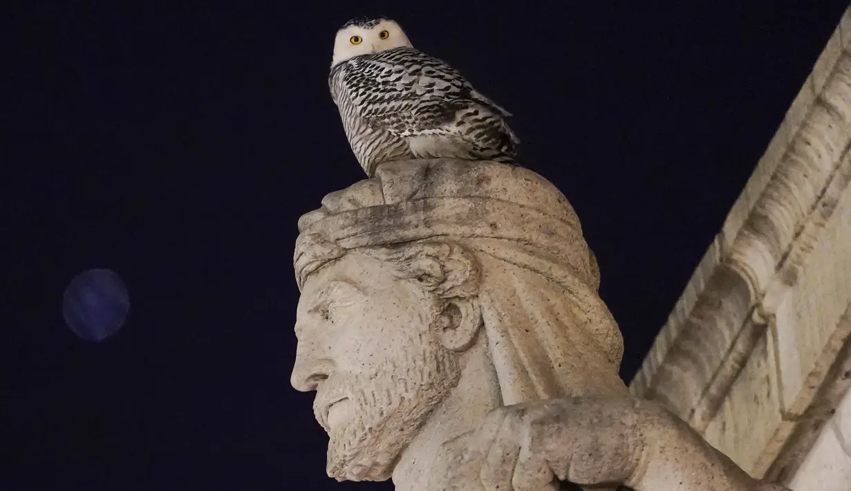 Seekor burung hantu salju yang langka melihat ke bawah dari tempat bertenggernya di atas patung Archimedes alegoris Louis St. Gaudens, di tembok pembatas di atas pintu masuk Union Station, Washington, 7 Januari 2022. Burung hantu salju pertama kali terlihat pada 3 Januari. (AP Photo/Carolyn Kaster)