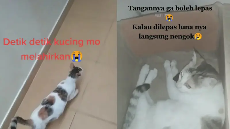 Viral Kucing Minta Ditemani Saat Lahiran