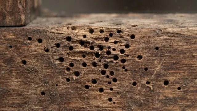 Muncul Lubang-Lubang Kecil di Permukaan Kayu