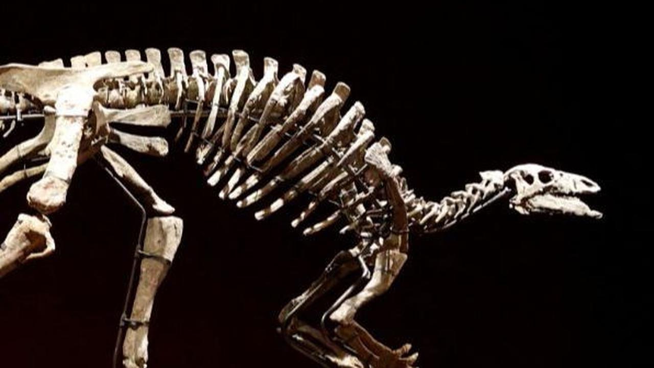 Tulang Dinosaurus Pertama Mungkin Telah Ditemukan Hampir 1.000 Tahun Lalu di Afrika