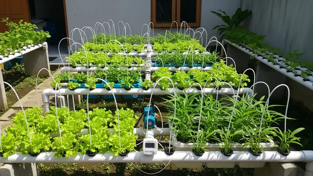 Ide Kebun Mini di Rumah dengan Sistem Irigasi Tetes Hidroponik