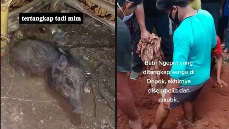 6 Video Amatir Penangkapan Diduga Babi Ngepet di Depok, Sudah Mati dan Dikubur