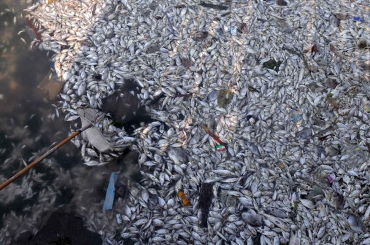 Jutaan ekor ikan berbagai jenis mati misterius di Pantai Ancol