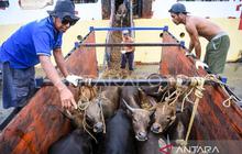 Jelang Idul Adha, Pengawasan Hewan Kurban Kalimantan Timur Diperketat