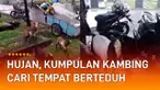 Aksi sekumpulan kambing ketika hujan deras menarik perhatian.